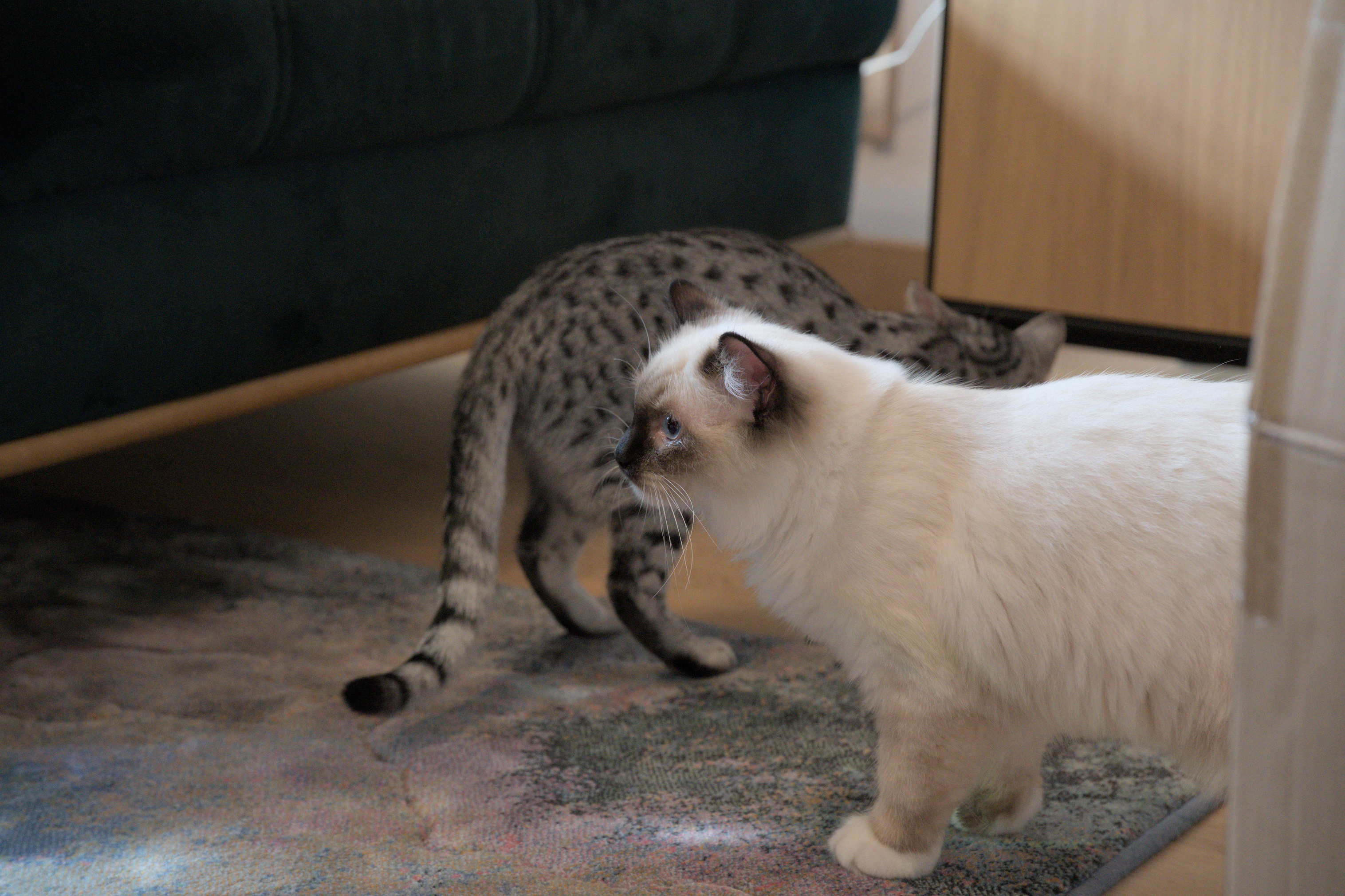 2025/10/12 - cats/DSC_0041.jpg